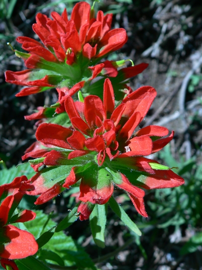 {Castilleja coccinea}